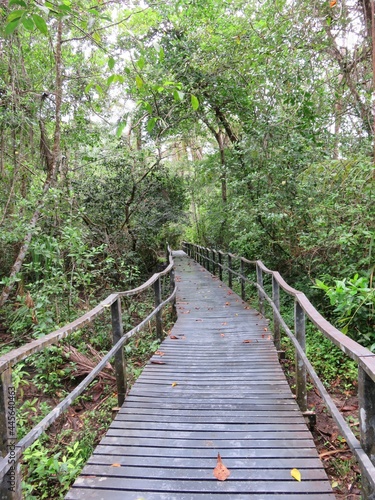 wooden bridge in the rainforest  Costa Rica