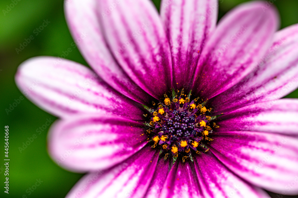 Light purple Osteospermum, also known as Soprano Purple, African Daisy Light purple Osteospermum, also known as Soprano Purple, African Daisy