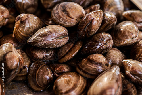 Piled clams, fresh food, seafood, seafood in Kino Viejo bay, clam in its shell, chocolate clam. Coelominated protostome invertebrate molluscs, non-segmented bilateral symmetry triblastic, are soft-bo