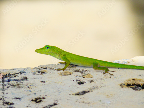 Small little lime green lizard on a stone