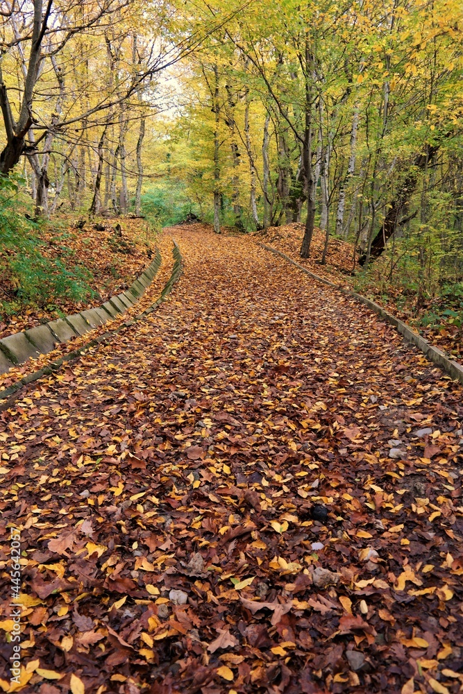 old road through the forest fallen leaves autumn landscape empty road