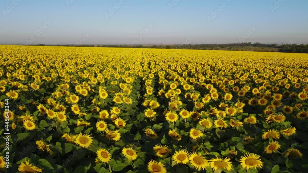 Sunflower field growing industry agriculture farmland flying drone organics blooming Sunflower field growing industry agriculture farmland flying drone organics blooming