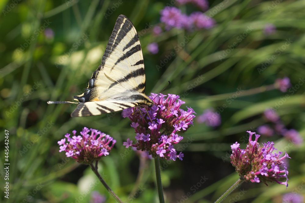 Papilio rutulus, the western tiger swallowtail. Swallowtail butterfly of the Papilionidae family. Butterfly feasting on a purple blossom of milkweeds. Papilio rutulus, the western tiger swallowtail. Swallowtail butterfly of the Papilionidae family. Butterfly feasting on a purple blossom of milkweeds.