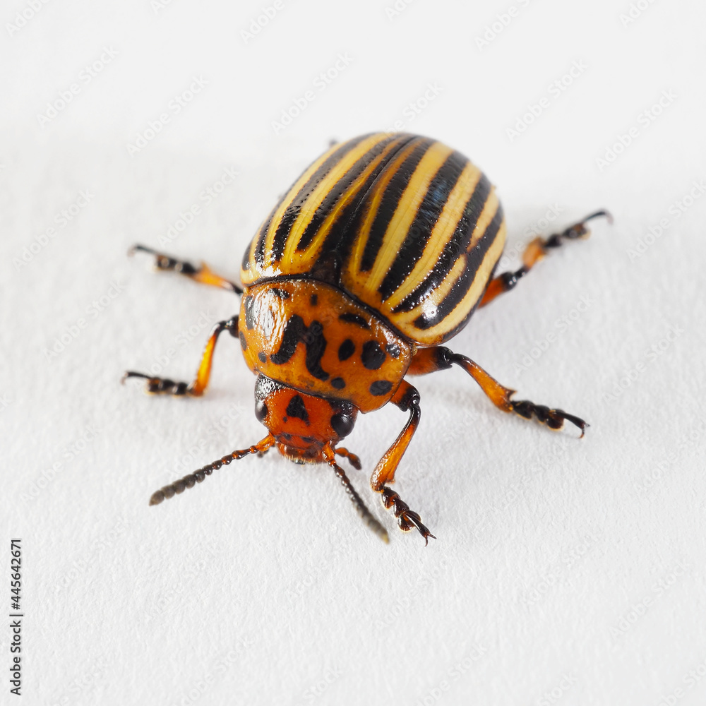 One Colorado beetle on a white paper surface close-up. Not isolated. Bright square illustration about insects, pests of agricultural plants, farm and gardening. Macro One Colorado beetle on a white paper surface close-up. Not isolated. Bright square illustration about insects, pests of agricultural plants, farm and gardening. Macro