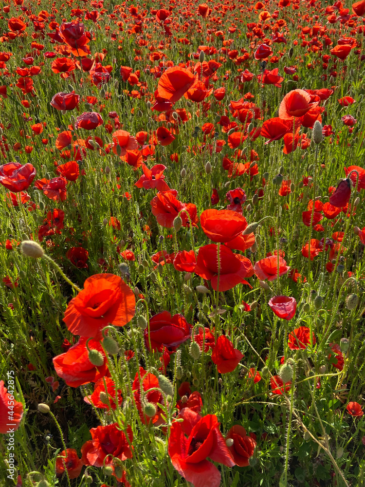 A lot of red poppies in the field
