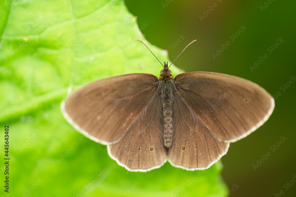 Obraz premium butterfly on a green leaf