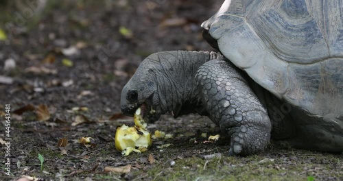 The Aldabra giant tortoise eating a yellow apple