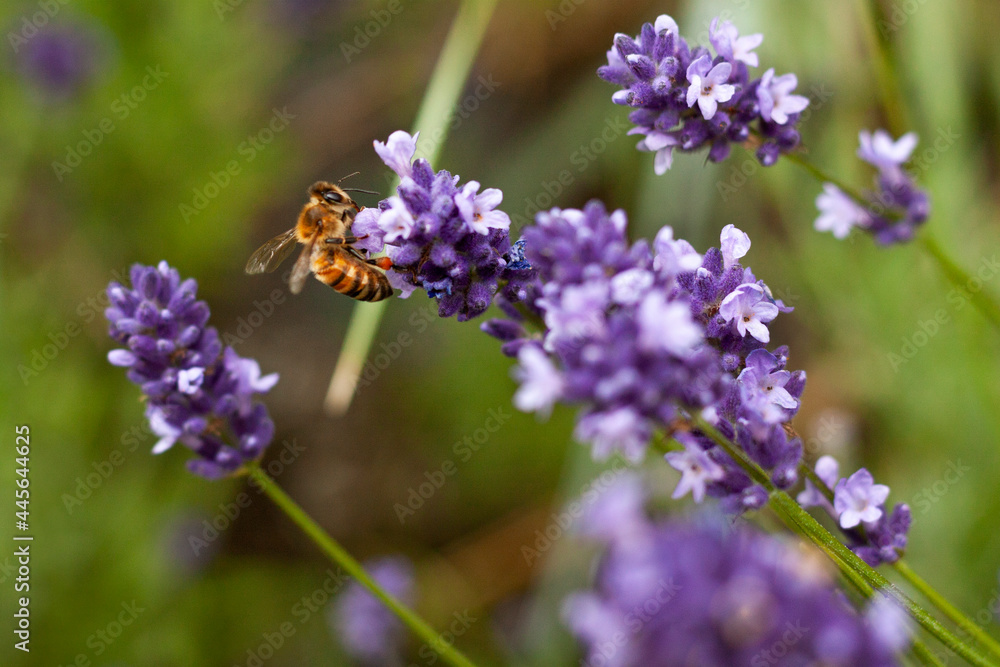 Bee on purple lavender flower Bee on purple lavender flower