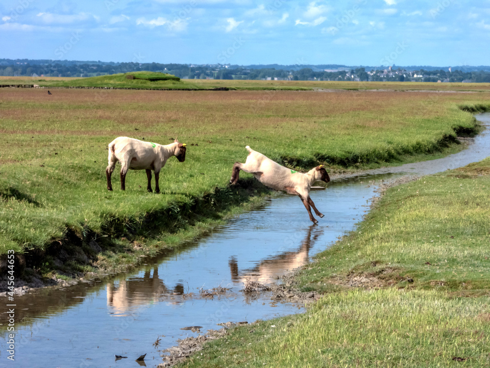Fototapeta premium Brebis sautant au-dessus d'une petite rivière