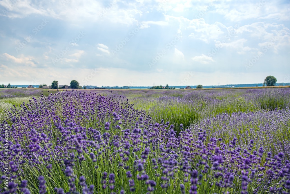 Sky before rain, lavender field Sky before rain, lavender field