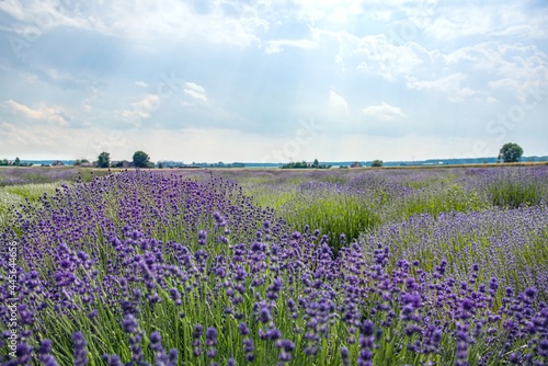Sky before rain, lavender field