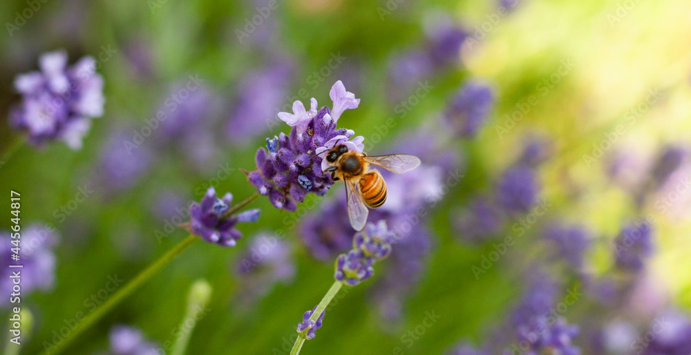 Bee on purple lavender flower