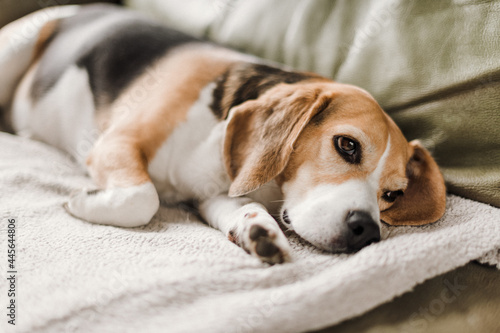 Beagle dog indoors lying on sofa sleeping. Photo of Beagle dog resting on a sofa at home.