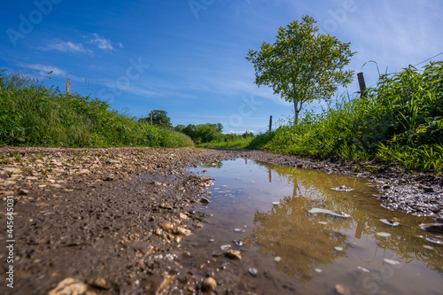 Reflection of a tree on a French country lane (Rignat, Ain, France).