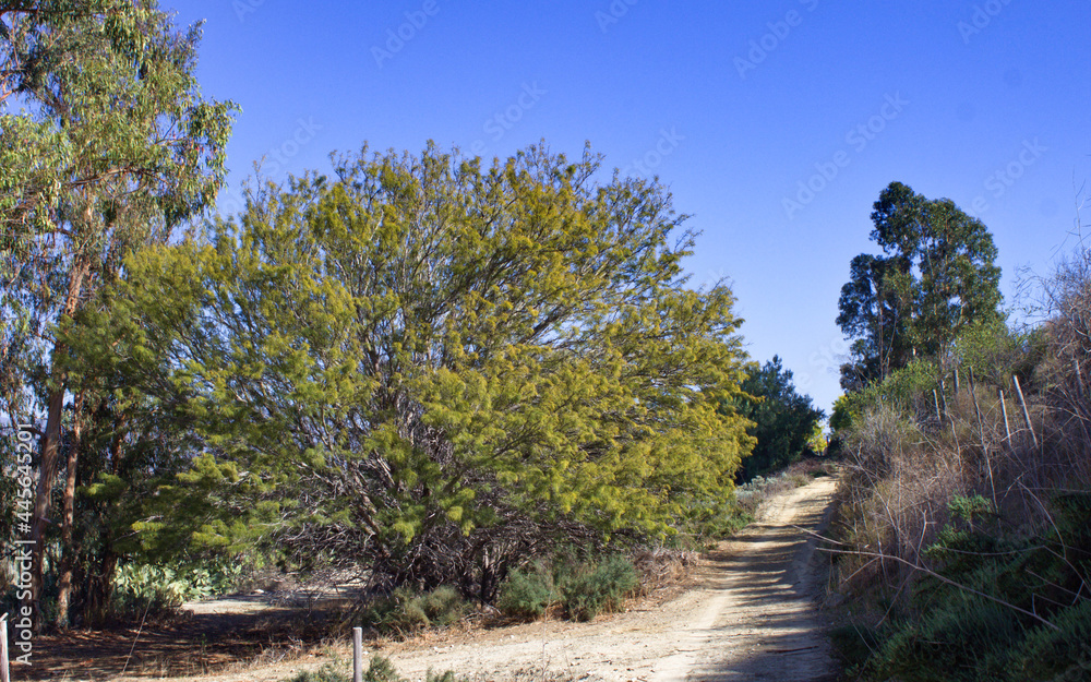 trees in the park