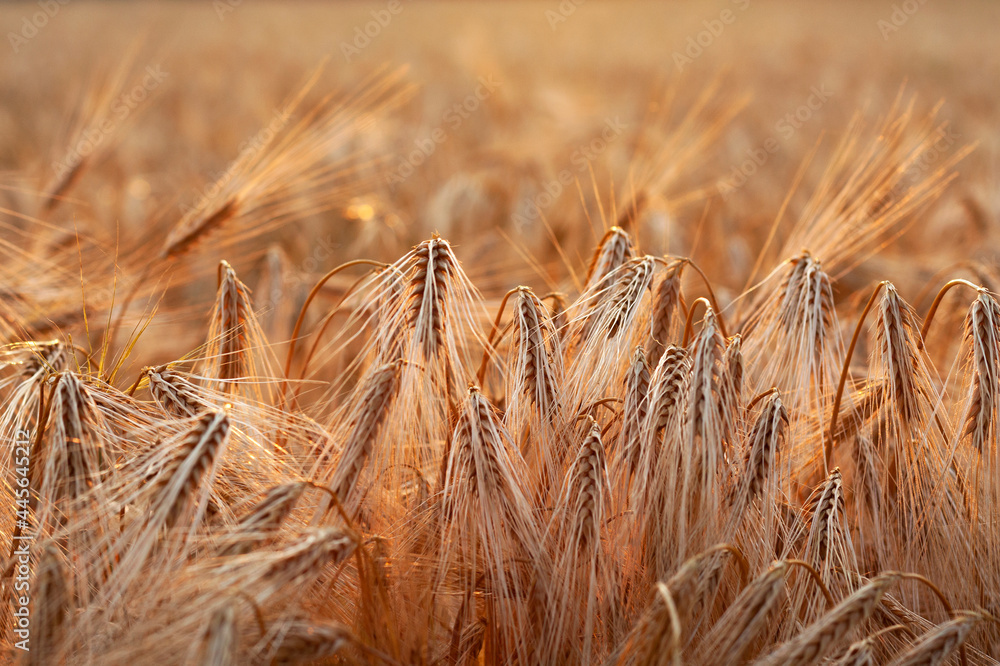 Barley in the field during sunset