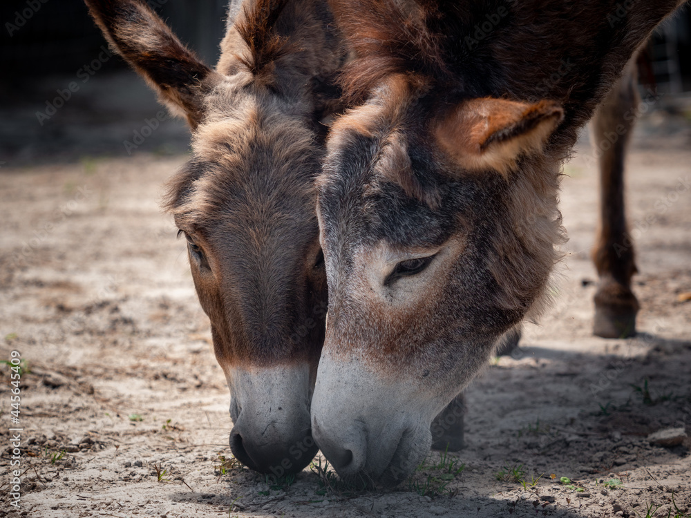 Fototapeta premium donkeys grazing together on a farm