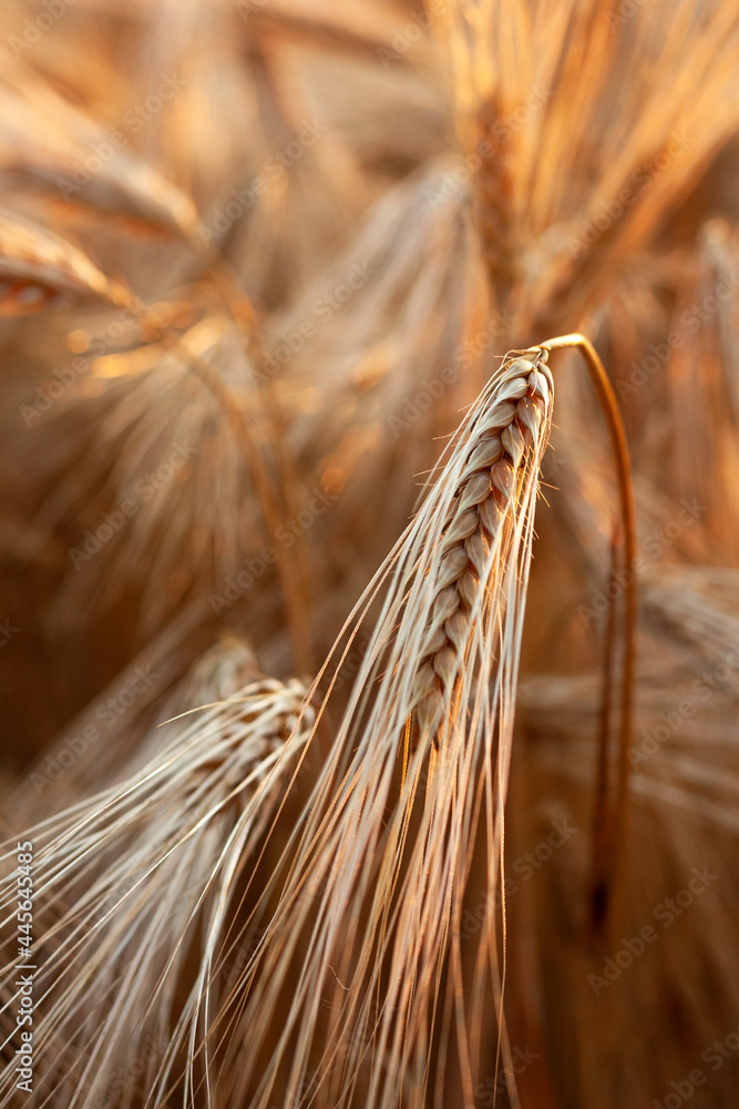 Barley in the field during sunset