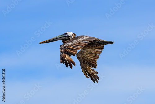 Brown Pelican on the Wing at Daytona Beach photo