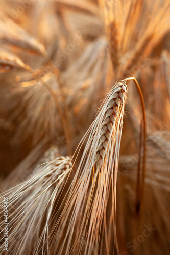 Barley in the field during sunset