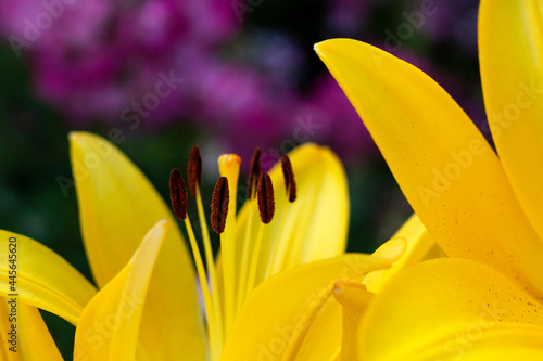 Obraz na płótnie Close-up of yellow lilies w salonie