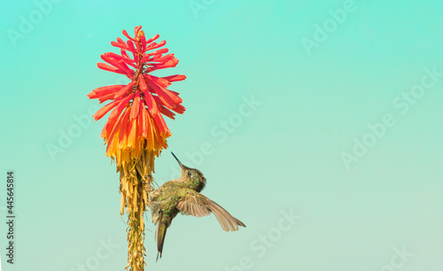 Little endemic chilean hummingbird from the north of the country