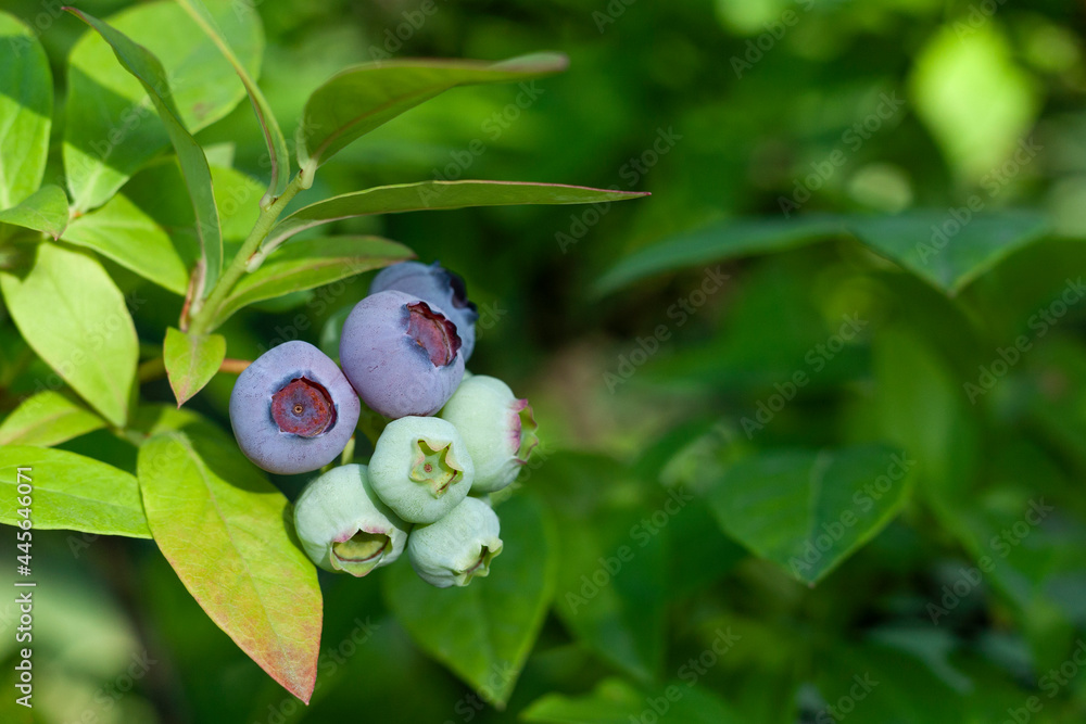 Close-up of a blueberry branch