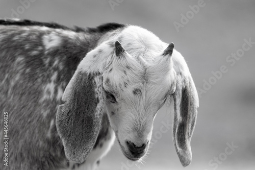 Goats © alexandra