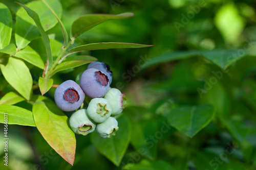 Obraz na płótnie Close-up of a blueberry branch w salonie