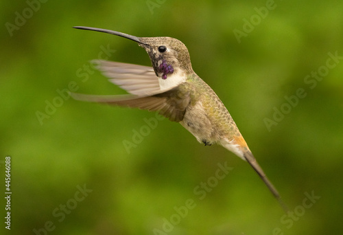 Little endemic chilean hummingbird from the north of the country photo