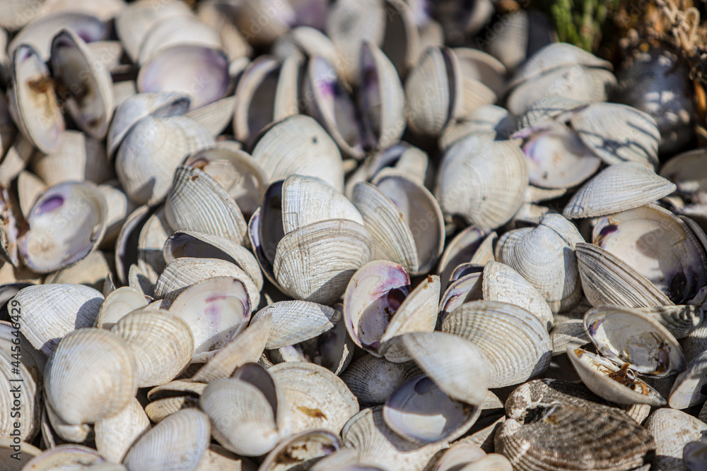 clam chirla, clam shells piled up, shellfish discarded estuary, clam in its shell, chocolate clam. Coelomed protostome invertebrate molluscs, non-segmented bilateral symmetry triblastic, are soft-bodi clam chirla, clam shells piled up, shellfish discarded estuary, clam in its shell, chocolate clam. Coelomed protostome invertebrate molluscs, non-segmented bilateral symmetry triblastic, are soft-bodi