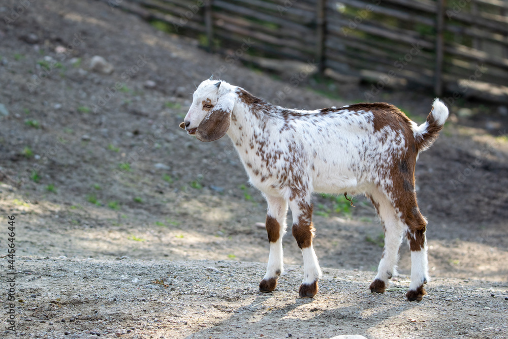 Fototapeta premium Goats