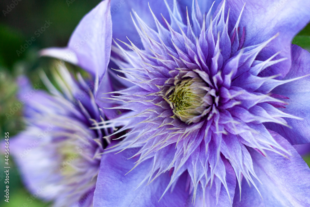 Close-up of purple clematis flower