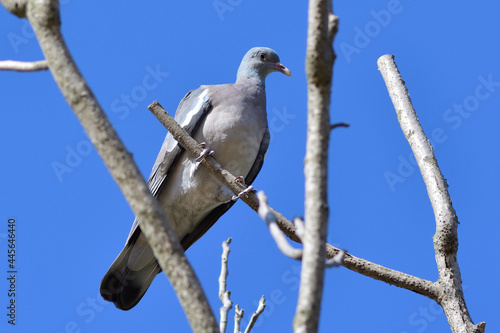 white dove on a branch