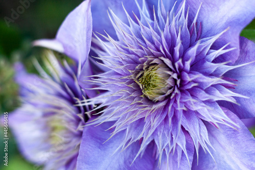 Close-up of purple clematis flower