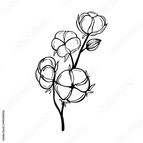 Hand drawn cotton branch isolated on white background. Decorative vector doodle sketch illustration. Botanical line art concept