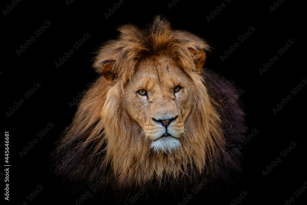 Portrait lion isolated on black background. Detail face lion. Hight quality portrait lion. Portrait from animal - obrazy, fototapety, plakaty 