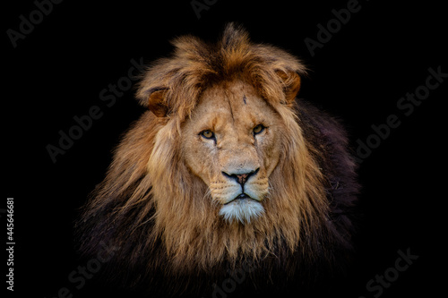 Portrait lion isolated on black background. Detail face lion. Hight quality portrait lion. Portrait from animal