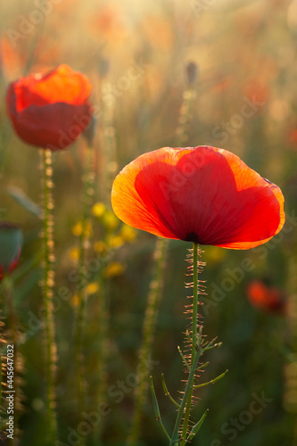Red poppies in the field