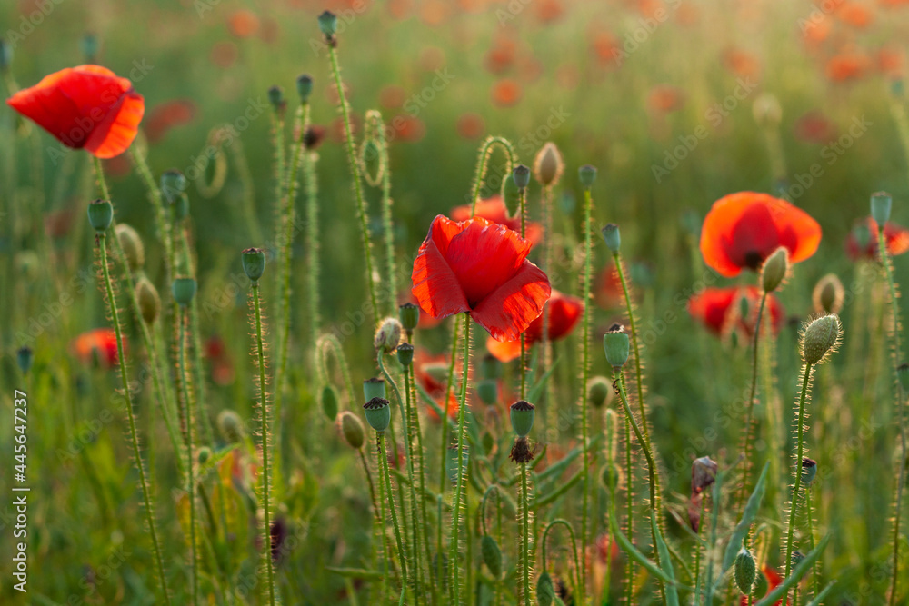 Red poppies in the field