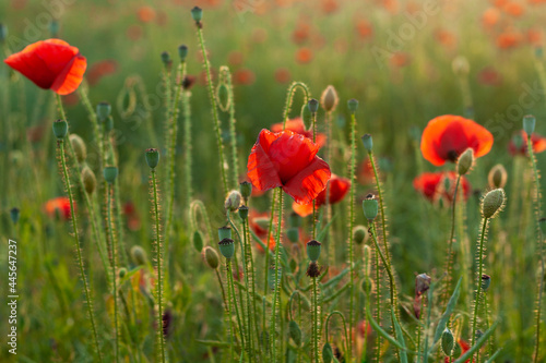 Obraz na płótnie Red poppies in the field w salonie