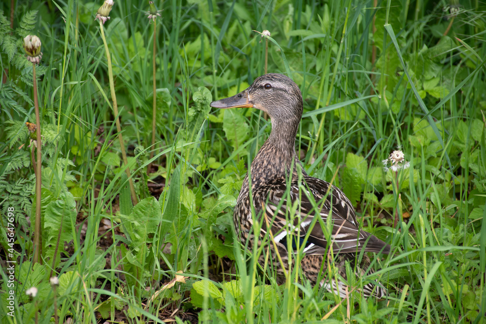 Female mallard (Anas platyrhynchos) in Germany, standing in green grass, looking at camera Female mallard (Anas platyrhynchos) in Germany, standing in green grass, looking at camera