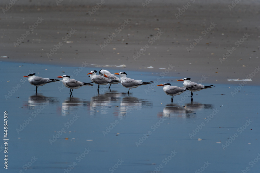 Royal Terns and Reflections on Wet Sand
