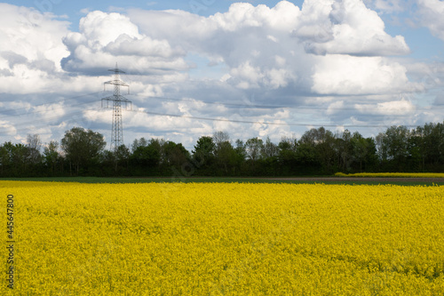 A yellow flowering rapeseed (Brassica napus) field, trees, a transmission tower and overhead power lines on a cloudy day in springtime in Bavaria, Germany