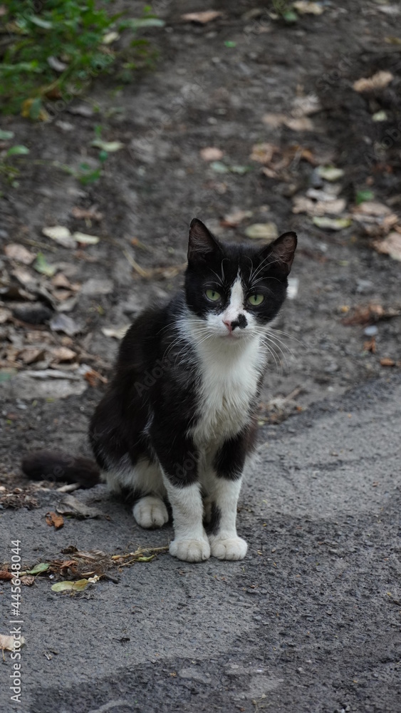 Коты кот животные cat