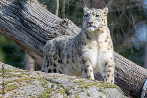 SnowLeopard
