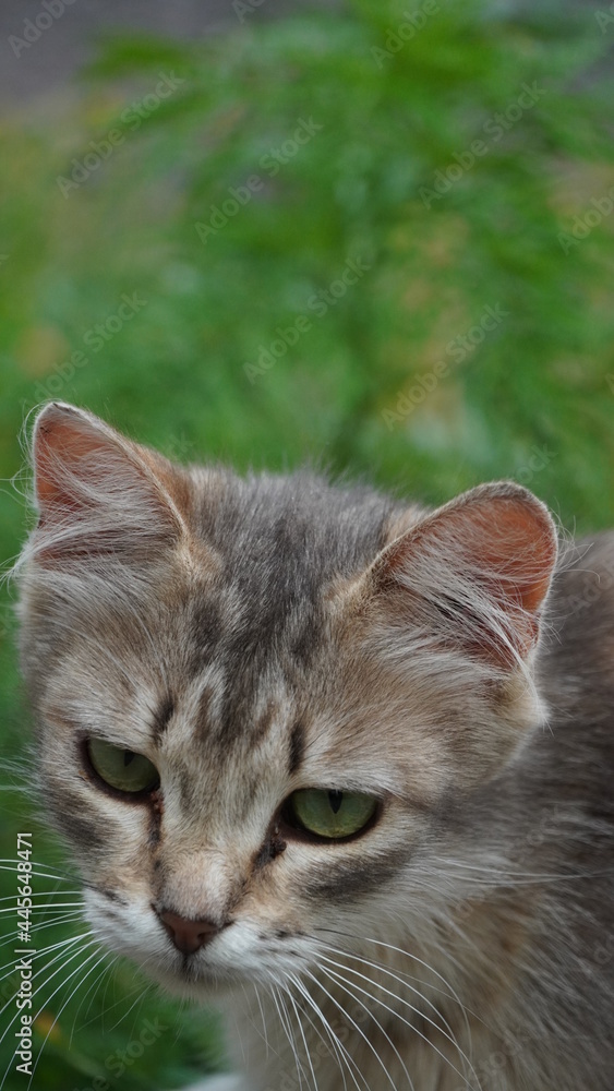 Obraz premium Коты кот животные cat