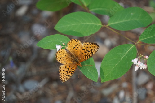 leopard butterfly (phalanta phalantha) on flower