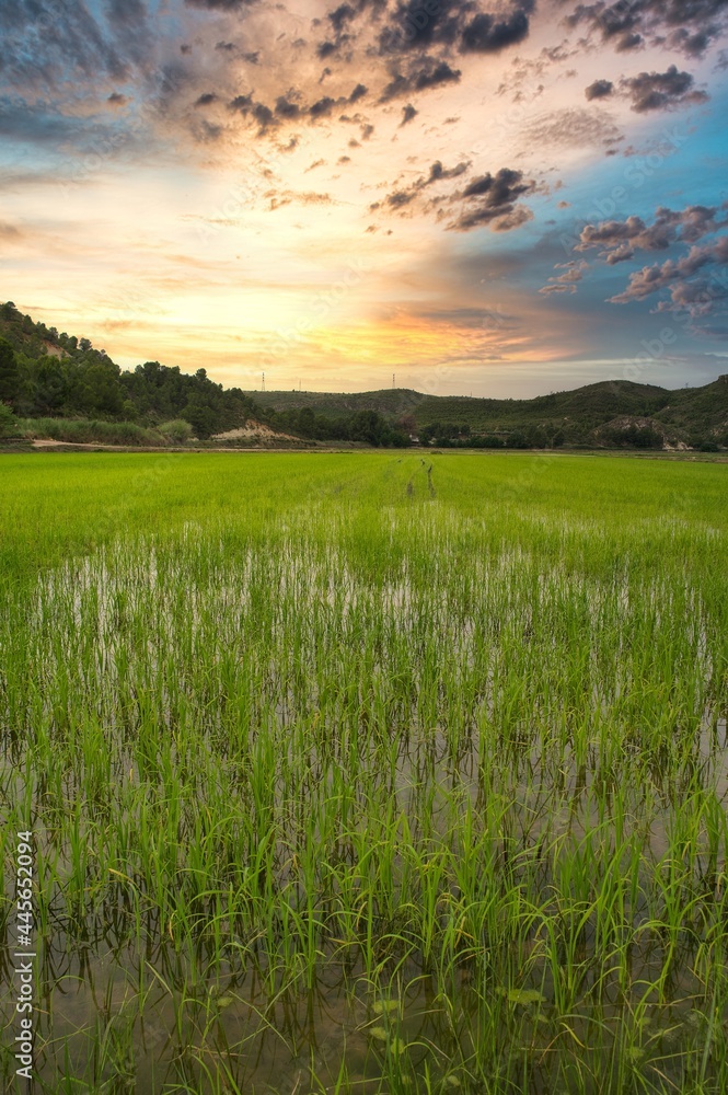 paisaje de arrozales en calasoarra,murcia