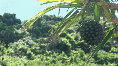 Okinawa,Japan - July 12, 2021: Pandanus odoratissimus or Screw pine or Adan
 photo
